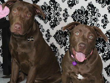 20140209a Blair Pets