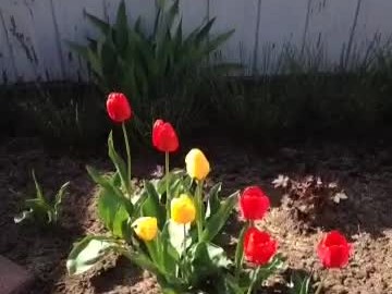 20140426a Burnham Irene House Shannon Gardening Videos Sterling Heights Michigan