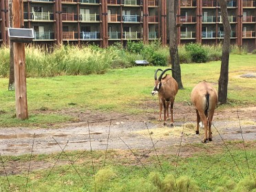 20170929a Burnham Deck Trip Disney Animal Kingdom Lodge Florida