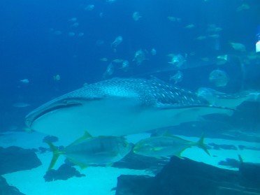 20180718b Burnham Trip Georgia Acquarium Atlanta Georgia