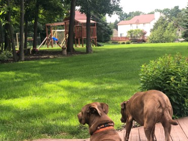 20210630a Blair Burnham House Pets Marcus Mazy Trip Ridge Court New Hudson Michigan
