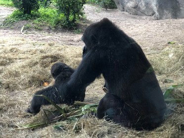 20210718a Burnham Trip Disney Animal Kingdom Florida