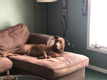 20210727a Blair Burnham House Pets Marcus Mazy Trip Ridge Court New Hudson Michigan