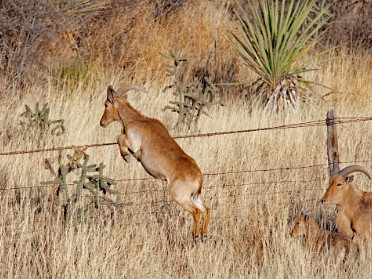 20220413l Burnham Camping Trip Davis Mountains Scenic Drive Fort Davis Texas