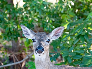 20221209c Burnham Trip National Key Deer Refuge Big Pine Key Florida Nikon