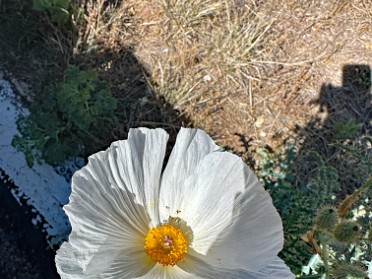 20230602y Burnham Trip Western US Grand Circle Tour Desert Poppies And Border Patrol Stoppies Arizona