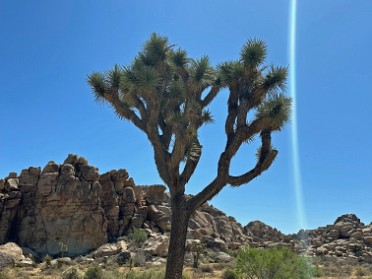 20230604q Burnham Trip Western US Grand Circle Tour Park Boulevard Joshua Tree National Park California