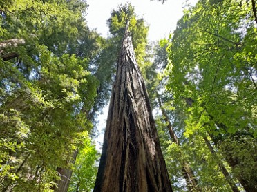 20230609u Burnham Trip Western US Grand Circle Tour Richardson Grove State Park California