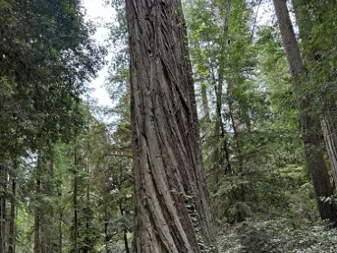 20230612s Burnham Trip Western US Grand Circle Tour Howland Hill Road Jedediah Smith Redwoods State Park California