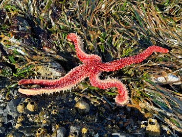 20230617t Burnham Trip Western US Grand Circle Tour Tongue Point Salt Creek Recreation Area Washington