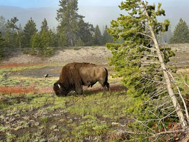 20230626j Burnham Trip Western US Grand Circle Tour Bison Old Faithful Inn Yellowstone National Park Wyoming