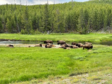 20230626o Burnham Trip Western US Grand Circle Tour Bison Madison Junction Yellowstone National Park Wyoming