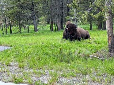 20230628w Burnham Trip Western US Grand Circle Tour Dinner Bison Encounter Canyon Lodge Yellowstone National Park Wyoming