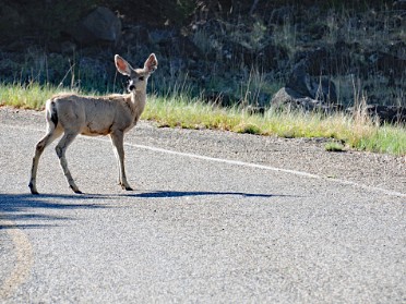 Nikon 20230528x Burnham Trip Western US Grand Circle Tour Mule Deer Capulin Volcano National Monument New Mexico