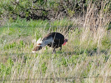 Nikon 20230602z Burnham Trip Western US Grand Circle Tour Mule Deer Wild Turkey Chiricahua National Monument Arizona