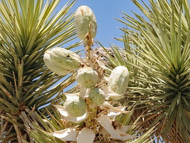 Nikon 20230604p Burnham Trip Western US Grand Circle Tour Flora Jackrabbit Joshua Tree National Park California