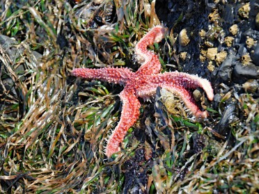 Nikon 20230617t Burnham Trip Western US Grand Circle Tour Deer Robin Tide Pools Tongue Point Salt Creek Recreation Area Washington