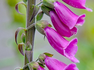 Nikon 20230617v Burnham Trip Western US Grand Circle Tour Foxglove Pillar Point Washington