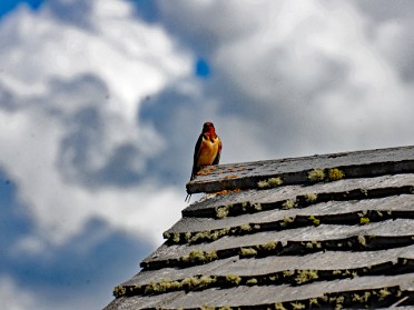 Nikon 20230624b Burnham Trip Western US Grand Circle Tour Barn Swallow Violet-Green Swallow Moulton Barn Grand Teton National Park Wyoming
