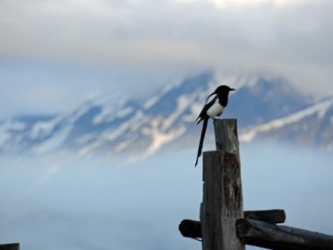 Nikon 20230624b Burnham Trip Western US Grand Circle Tour Blackbird Hummingbird Magpie Robin Moulton Barn Grand Teton National Park Wyoming