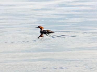 Nikon 20230625s Burnham Trip Western US Grand Circle Tour Merganser Grant Village Yellowstone National Park Wyoming