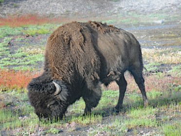 Nikon 20230626j Burnham Trip Western US Grand Circle Tour Bison Old Faithful Inn Yellowstone National Park Wyoming