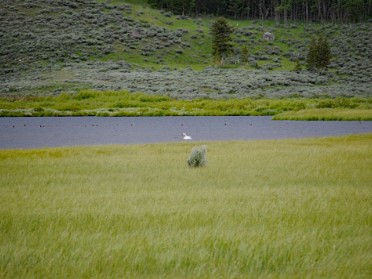 Nikon 20230626w Burnham Trip Western US Grand Circle Tour Swan Gallatin Mountains Yellowstone National Park Wyoming