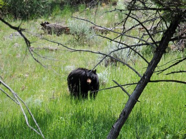 Nikon 20230627y Burnham Trip Western US Grand Circle Tour Black And Grizzly Bears Pronghorn Elk Far Northwest Yellowstone National Park Wyoming