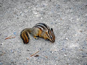 Nikon 20230628y Burnham Trip Western US Grand Circle Tour Chipmunk Warbler Tower Roosevelt Yellowstone National Park Wyoming