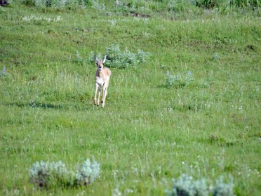Nikon 20230628z Burnham Trip Western US Grand Circle Tour Bison Grackle Pronghorn Sandhill Cranes Lamar Valley Yellowstone National Park Wyoming