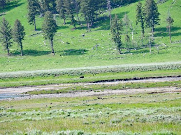 Nikon 20230629u Burnham Trip Western US Grand Circle Tour Tower Bison Wolves Lamar Valley Yellowstone National Park Wyoming