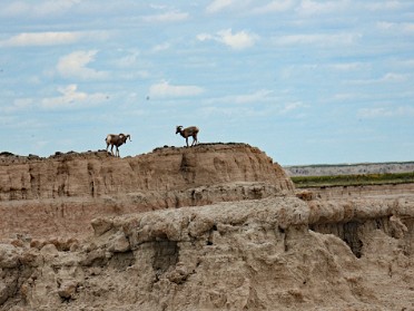 Nikon 20230705w Burnham Trip Western US Grand Circle Tour Bighorn Sheep Sunflower Badlands National Park Trails South Dakota