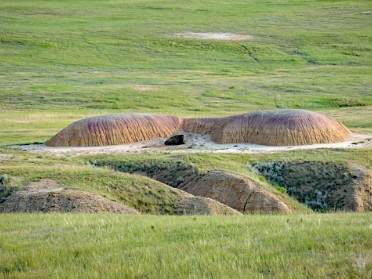 Nikon 20230705y Burnham Trip Western US Grand Circle Tour Bison Giant Sunflower Badlands National Park South Dakota