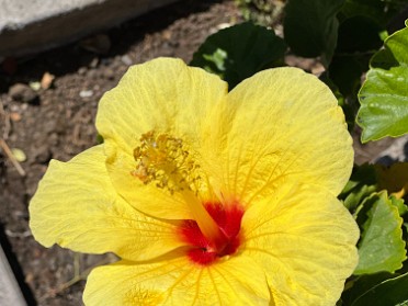 20231101a Mantey Purvis Trip Cruise Hawaii