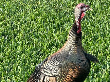 20240401a Burnham House Turkeys Clermont Florida