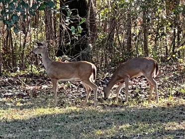20241202a Burnham Mantey Camping Trip Lunch And Deer O'Leno SP Florida